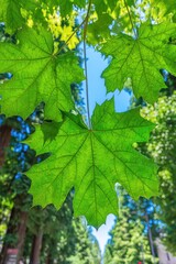 Close-up vibrant green maple leaves against a bright sky