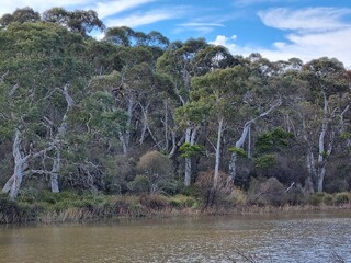 The banks of the Wingecarribee River upstream of the Douglass Wier near Berrima New South Wales Australia. The banks of the river are lined with Australian gum trees.