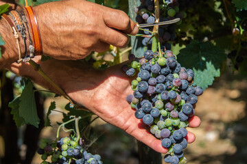 Farmer's hands harvesting ripe grapes in vineyards