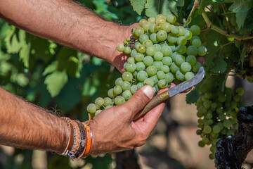 male hands showing mature white wine grape