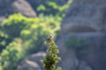 beautiful bird against the sky sunny summer day on the island of Crete