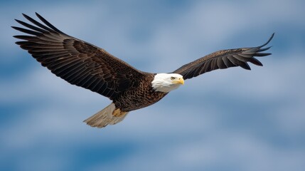Obraz premium Eagle soaring gracefully over blue sky wildlife photography nature aerial view majestic bird