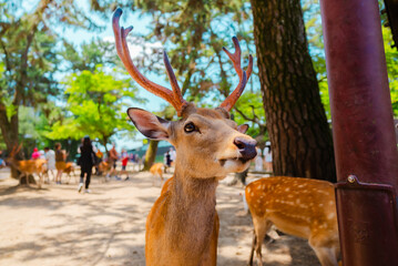 Wild deer near Temple in Nara, Japan 