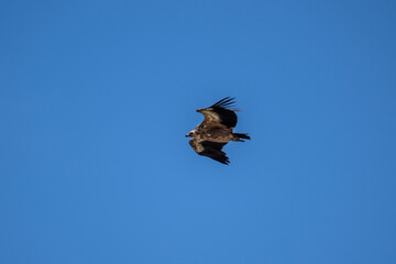 beautiful bird against the sky sunny summer day on the island of Crete