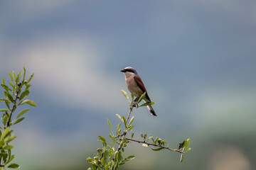 Red-backed Shrike hunting on a sunny summer day on the island of Crete