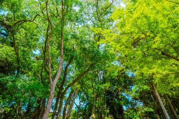 Obraz premium The view of sightseeing near temple in Nara, Japan