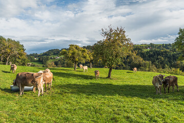 Several swiss cows graze in a lush, green pasture, surrounded by scattered trees under a cloudy sky...