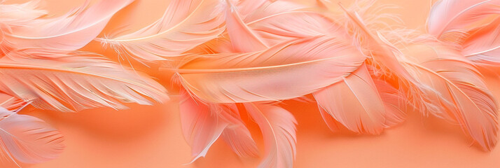 Coral pink pastel feather background