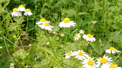 A charming display of white daisies with bright yellow centers spreads across the verdant meadow....