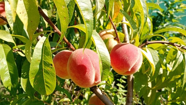 Peach tree laden with ripe fruits in a sunny orchard during the peak of summer