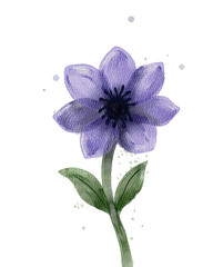 blue flower isolated on white background