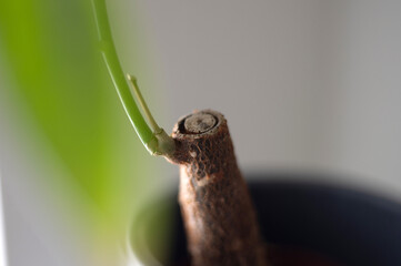 Money tree in gray pot on shelf near window with blinds. Close-up of leaves and stem in section. Atmospheric shots from cozy home interior.