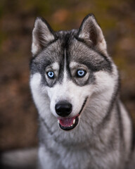 Gray siberian husky dog in the forest