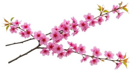 Fototapeta premium Vibrant pink Himalayan cherry blossoms (Prunus cerasoides) with delicate light green leaves, profusely blooming in a studio on a plain white background with soft, shadowless lighting, captured from a