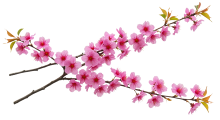 Vibrant pink Himalayan cherry blossoms (Prunus cerasoides) with delicate light green leaves, profusely blooming in a studio on a plain white background with soft, shadowless lighting, captured from a
