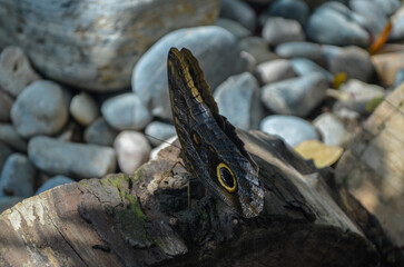 Owl Butterfly with Eye Spot Camouflage on Tree Trunk
