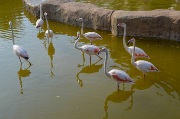 Group of Pink Flamingos Standing in Shallow Green Water