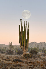 desierto de la baja california 