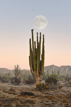 desierto de la baja california 
