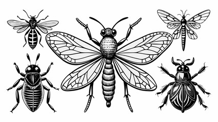 Collection of detailed black and white insect illustrations
