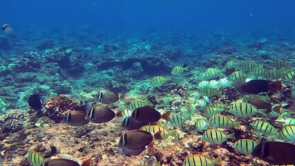 Large school of fish. Tropical coral reefs, underwater life with colorful fishes in ocean - Powered by Adobe