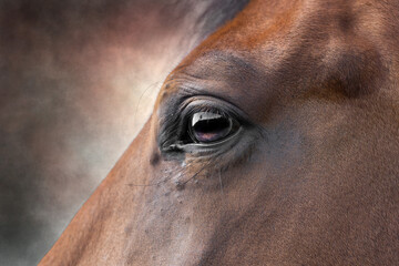 Horse eye close-up and painted background. Macro photography, fine art photography	
