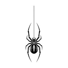A black widow spider hangs from a single strand on a white background