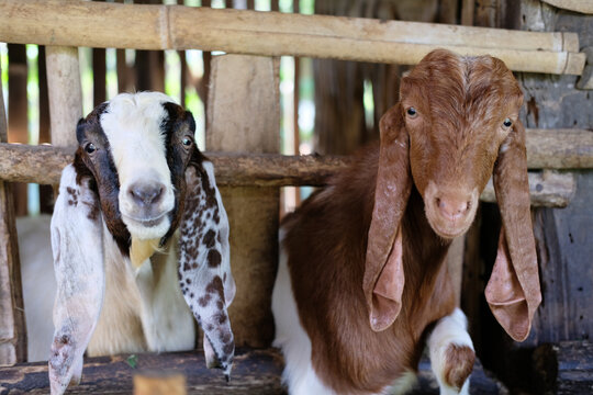 Two Curious Goats Posing Closely