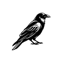 A black crow bird is depicted in a silhouette style, isolated on a white background