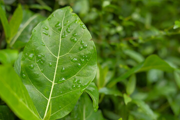Dewdrops delicately adorn a leafy expanse