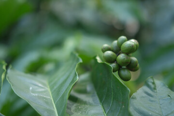 Green coffee beans cluster among foliage