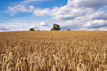 Golden Wheatfield in Reichenbuch, Germany on a Summer Day