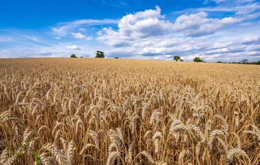 Naklejka premium Golden Wheatfield in Reichenbuch, Germany on a Summer Day
