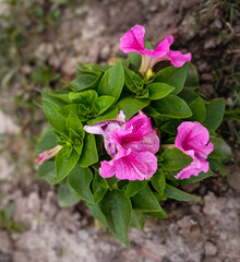Delicate petunias in radiant shades create a stunning summer bouquet, framed by a lush flower background that celebrates natures vibrant charm.