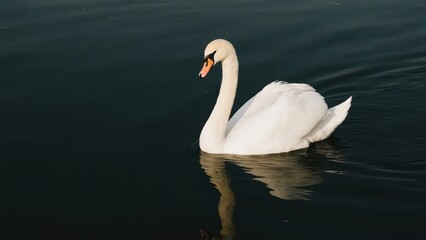 Naklejka premium A mute swan swims gracefully on the water. Its white feathers contrast sharply with the dark lake water, showing a quiet beauty. 
