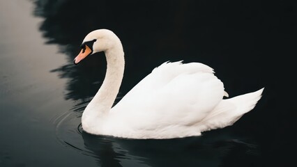 A mute swan swims gracefully on the water. Its white feathers contrast sharply with the dark lake water, showing a quiet beauty.
