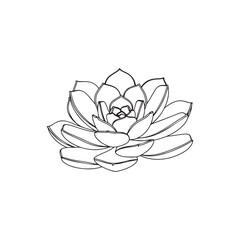 a black and white line drawing of a succulent or flowering plant with intricate, overlapping petals or leaves. The overall shape resembles a rosette or spiral pattern, creating a visually striking