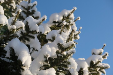Christmas tree covered snow and ice crystals, New Year background. Beauty in north nature, frozen wood. Blue sky