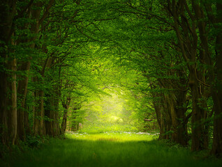 Naklejka premium Lush green forest path with dappled sunlight trees