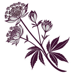 astrantia claret with leaves