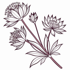 vector illustration of astrantia claret