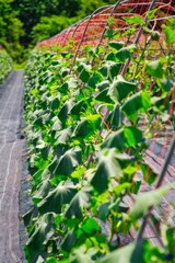 Yamagata, Japan - July 16, 2025: Cucumber field or garden or farm in Japan