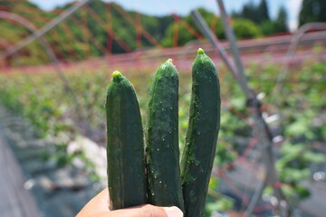 Yamagata, Japan - July 16, 2025: Cucumbers just from Cucumber field or garden or farm in Japan