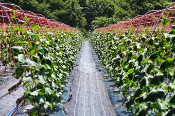 Yamagata, Japan - July 16, 2025: Cucumber field or garden or farm in Japan