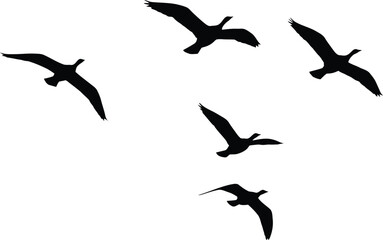 Silhouette of a Flock of Birds Flying in Formation Against a White Background