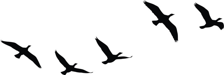 Silhouette of a Flock of Geese Flying in Formation Against a White Background