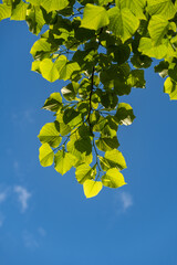 Bright green Leaves of Tilia caucasica linden tree on blue sky background. Natural concept of...
