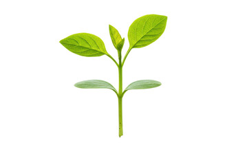 Fresh green plant sprouting from rich soil, symbolizing natural growth and renewal, isolated on white background