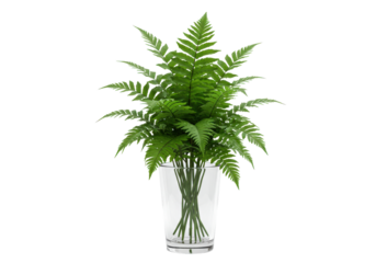 Lush green fern plant in a clear glass vase, enhancing indoor decor with vibrant nature