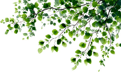Obraz premium Tranquil watercolor illustration of green tree leaf on fresh branch